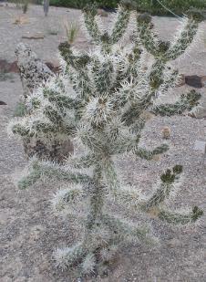 Cylindropuntia echinocarpa var echinocarpa #CYEE05 White colored spines on long joints.