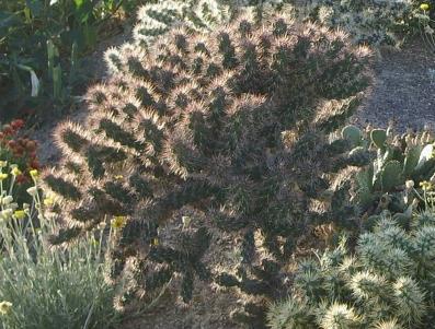 00 Cylindropuntia echinocarpa var echinocarpa #CYEE06 This plant has beautiful greyish to almost