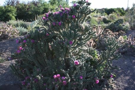 Cylindropuntia imbricata #CYIM01 Robust cholla that will reach 4' to 5' tall.