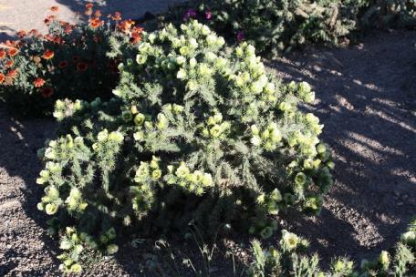00 Cylindropuntia imbricata #CYIM02 Typical appearing imbricata but has white