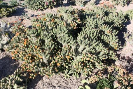 Cylindropuntia viridiflorus #CYV01 Plant is a little smaller than imbricata but very pretty. Flowers are orange. A scarce plant from New Mexico. Zone 5. Unrooted cutting 5.