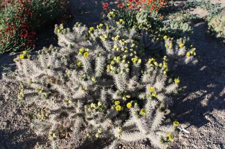 Cylindropuntia whipplei var whipplei #CYWW05 This plant is from a cutting from N Arizona near House Rock Valley.