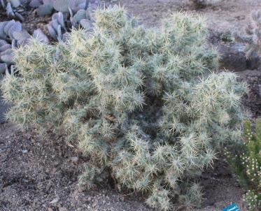 Cylindropuntia wigginsii #CYWIG01 This plant is seldom seen and is often confused with Cylindropuntia