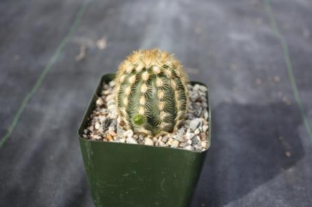 Small plant with 2 to 3 heads 6.00 Echinocereus viridiflorus var.