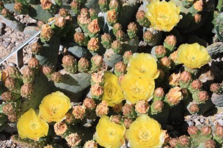 Available Cactus and Succulents OPUNTIA (Prickly pears) Opuntia