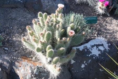 Opuntia diplourcina #ODI01 A plant that we have carried as an Opuntia