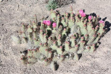 The longest spines are on the top of the pad. Flowers are pink. One of our favorite opuntias. Zone 5.