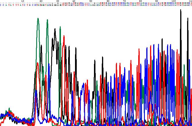 Figure 3 and 4 :Chromatograms showing sequenced results B17-ITS 1and B17-ITS 4