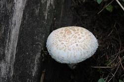 identification of mushrooms, therefore,