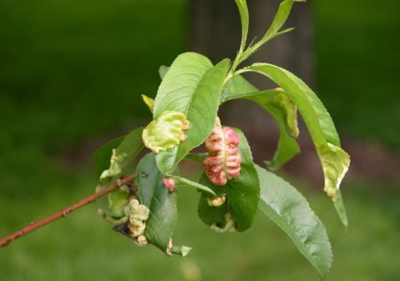 Tree Fruits Peach leaf curl and plum pockets By: Sara Thomas-Sharma and Patricia McManus About the pathogen: Several species of the fungus Taphrina causes deformation in leaves, stem, and fruits of