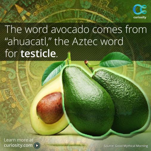 Avocados were most likely independently domesticated 3