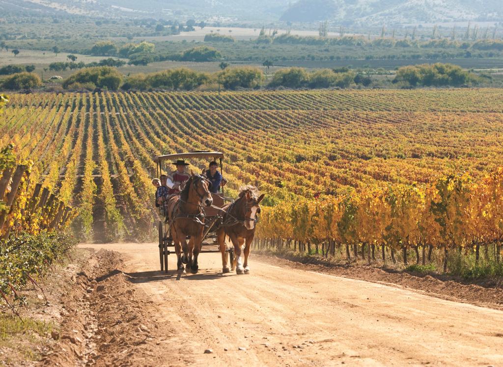 What is Wine Tourism Chile?