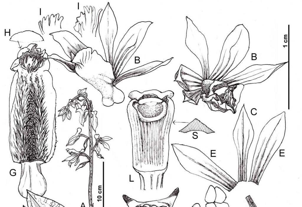 Taiwania Vol. 62, No. 4 Fig. 4. Nephelaphyllum tenuiflorum Blume. A: Plant body and inflorescence. B: Flower. C: Upper sepal. D: Lateral sepal. E: Petal.