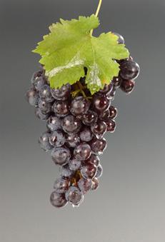 100 New York s Grape Varieties Acreage: Long Island: 143 acres Hudson River: Less than 10 acres Finger Lakes: 97 acres Lake Erie: Less than 10 acres Niagara Escarpment: Less than 10 acres Other Areas