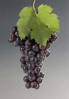 102 New York s Grape Varieties!
