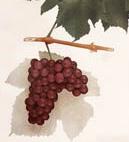 First grapes planted by French Huguenot settlers in Ulster County. European varieties fail and they begin cultivation of wild grapes.