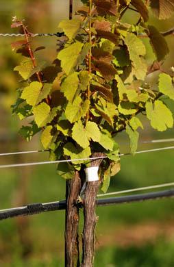 Its northern position, moderate rainfall and generally low humidity create a very favorable environment for grapevines.