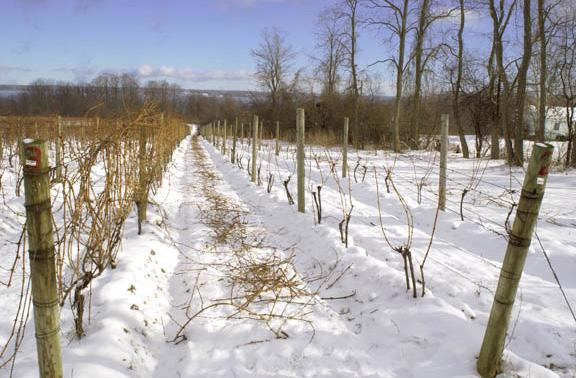 117 New York Viticulture Pruning and Training Vines in New York State Pruning is the removal of most of last year s growth and sometimes portions of the older vine wood, in order to regulate the