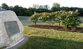 Andrew Caywood develops the Dutchess grape in Ulster County. Niagara grape developed in 1873 1880 Lockport, NY by Hoag and Clark.