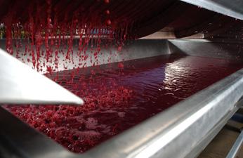 125 Winemaking in New York State producing red table or dessert wines are often hotpressed to extract pigments from the grape skins. Crushed grapes are heated to a temperature of about Grape press.