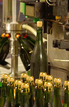 After tirage, the sparkling wine bottles are moved into riddling