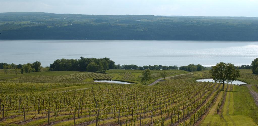 New York Wine Reference - History and Profile of Viticultural Areas!