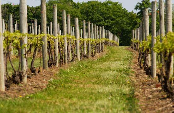 The region contains many vineyards with approximately 3,756 acres of grapes and includes 58 bonded wineries.