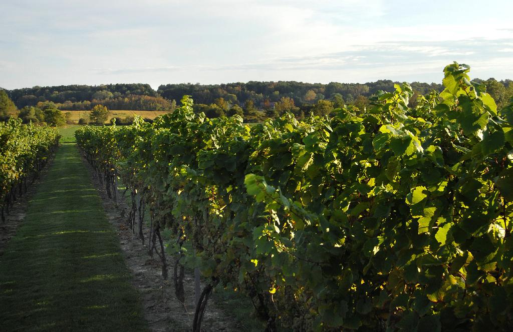 Niagara River History and Profile of New York s Viticultural Areas!