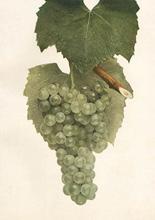 New York s Grape Varieties Lake Erie: 1,501 acres Other Areas of the State: 60 acres Total New York: 2,827 acres (includes acreage used in juice and table grape production.