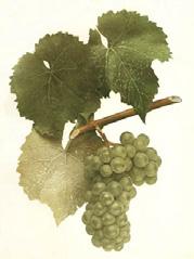 Taste and Aroma Characteristics: The most pungent and foxiest of the commercially grown native varieties, the resulting wines appeal to ardent fans of this grapey flavor.