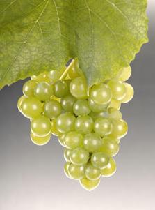 79 New York s Grape Varieties OTHER WHITE NATIVE VARIETIES Variety: MOORE S DIAMOND A labrusca vinifera hybrid developed by J. Moore in New York in 1870.