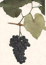 81 New York s Grape Varieties V ariety: IVES A labrusca variety developed by H.