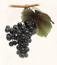 favorable site. Small, loose clusters of black grapes ripen in mid-season and are utilized in the same manner as Concord.