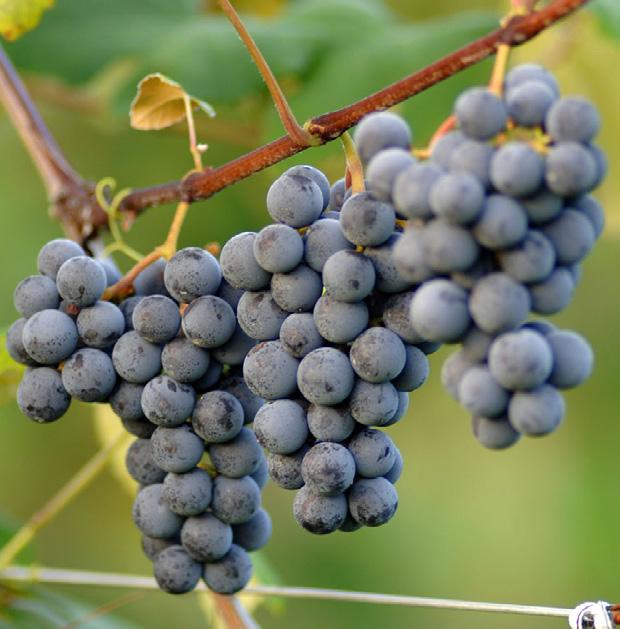 V ariety: ISABELLA One of the first successful native wine grapes, Isabella was discovered in South Carolina prior to 1816.