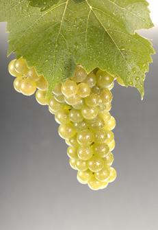 83 New York s Grape Varieties employed. Wine released early in the year after harvest; does not benefit from aging.