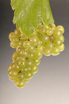 85 New York s Grape Varieties Variety: VIGNOLES (Ravat 51) Origin: Developed by J.F. Ravat, a French hybridizer who began his work in 1929. It is a cross between Pinot Noir and a Seibel hybrid.