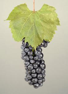 88 New York s Grape Varieties Taste and Aroma Characteristics: Can produce a light to medium-bodied pleasant red wine. Often used in a blend to produce Nouveau wines.