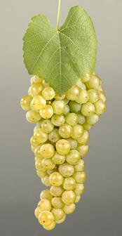 New York s Grape Varieties Variety: ROUGEON (Seibel 5898) A vigorous, hardy, moderate yielding variety with only fair disease resistance, Rougeon makes a fruity wine with an excellent color.