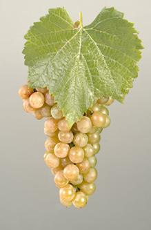 New York s Grape Varieties Variety: TRAMINETTE According to New York s Food and Life Sciences Bulletin, Traminette is a late mid-season white wine grape which produces wine with pronounced varietal
