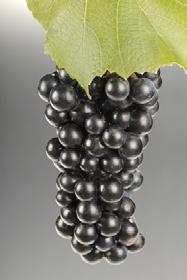 94 New York s Grape Varieties productive and winter hardy, with moderate resistance to disease.