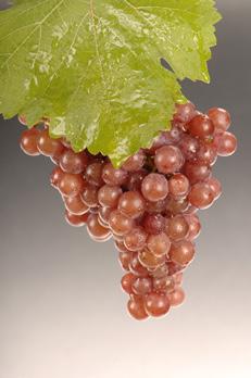 97 New York s Grape Varieties Variety: RIESLING Acreage: Long Island: 59 acres Hudson River: Less than 10 acres Finger Lakes: 854 acres Lake Erie: Less than 10 acres Other Areas of the State: 121