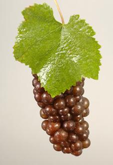 New York s Grape Varieties some clay can yield aromatic wines. Grapes and clusters are small.