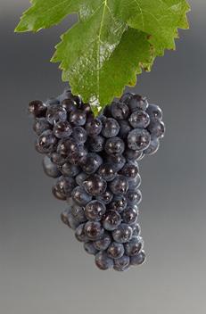 edu/ research/grape-releases.cfm. Variety: SAUVIGNON BLANC Related to Cabernet Sauvignon, this variety shares its high vigor and low to moderate yields, but tends to be more susceptible to disease.