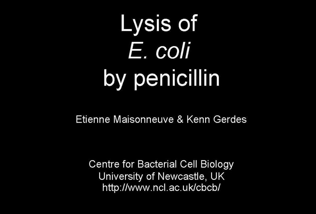 Peptidoglycan Penicillin