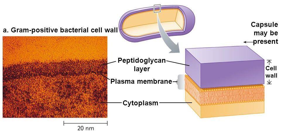 Structure Cell