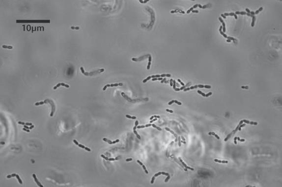 Oenococcus oeni AKA Leuconostoc oenos Heterofermenters Oenococcus Can produce Lactic Acid and ethanol from glucose/fructose Can produce Lactic Acid from Malic Acid