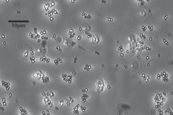 Pediococcus damnosus Homofermer Pediococcus Can produce Lactic Acid and ethanol from glucose/fructose Can produce large