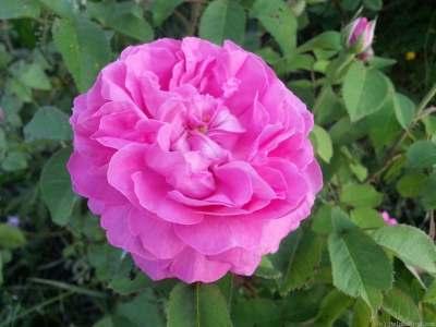 Baronne Prevost Hybrid Perpetual Medium pink Strong, damask fragrance Large, full (26-40 petals),