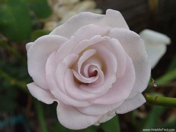 World War II Memorial Rose Hybrid tea Mauve or mauve blend Strong fragrance
