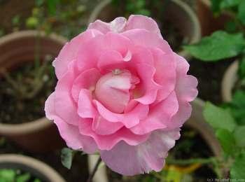 Beverly Pink hybrid tea rose Strong fragrance Large blooms with a high centered bud form Winner of the